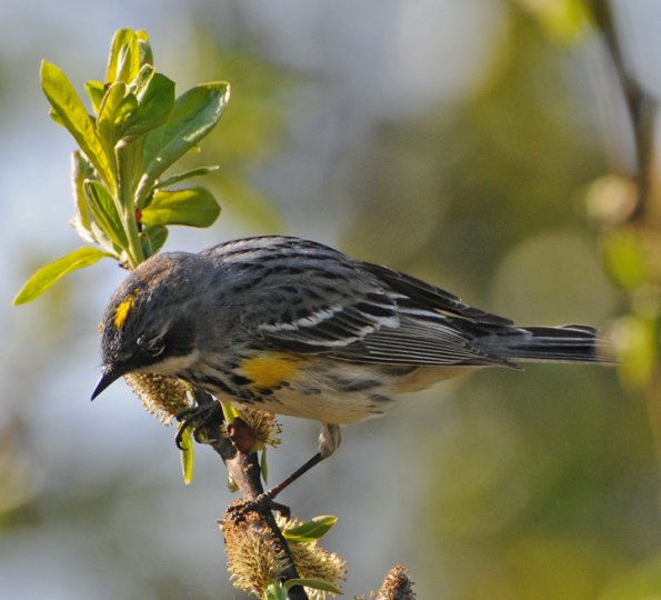 yellow-rumped-warbler-myrtle-subspecies
