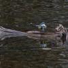 yellow-rumped-warbler-on-floating-log