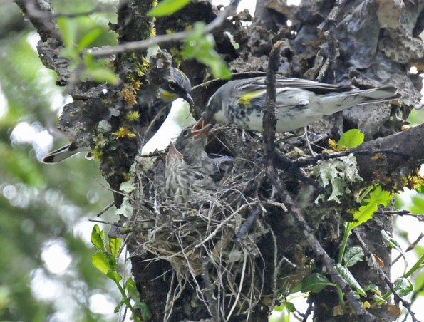 yellow-rumped-warblers-feeding-young-at-nest