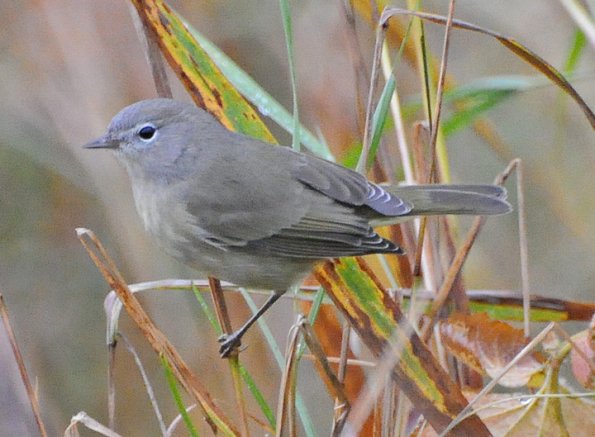 yellow-warbler-1st-year-female
