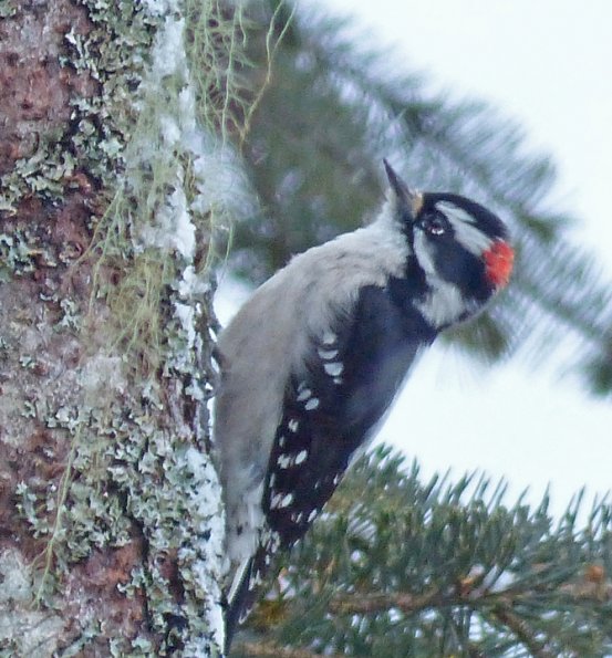 Downy-Woodpecker-March-14-2015-Juneau-2