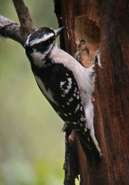downy-woodpecker-female