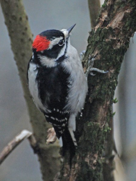 downy-woodpecker-male-showing-red-cap