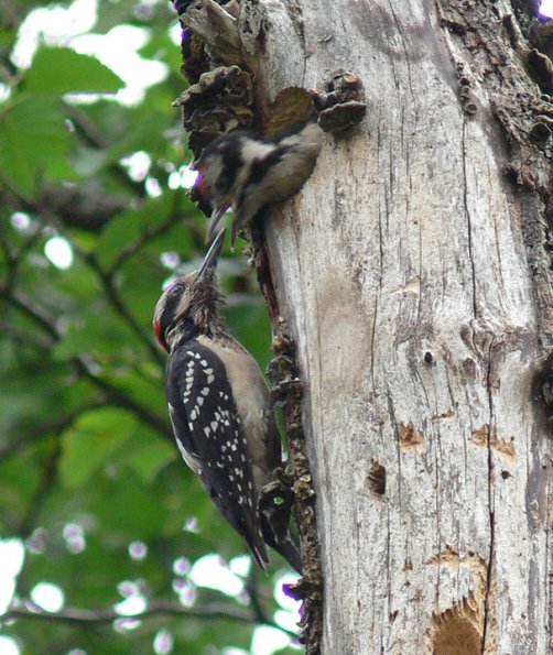 hairy-woodpecker-feeding-young-at-nest