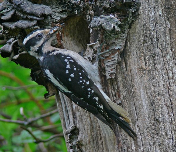 hairy-woodpecker-female-at-nest-with-food