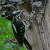 hairy-woodpecker-female-at-nest
