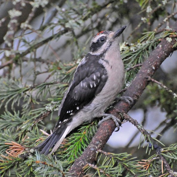 hairy-woodpecker-juvenile-i-think-