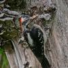 hairy-woodpecker-male-at-nest-with-food