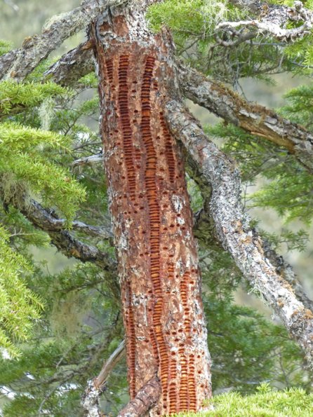 hemlock-with-sapsucker-holes