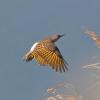 northern-flicker-adult-in-flight