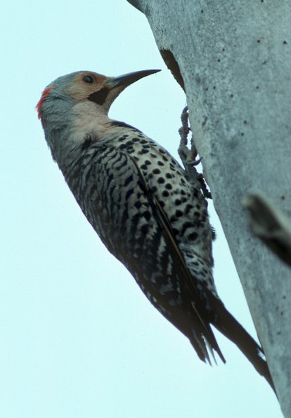 northern-flicker-male