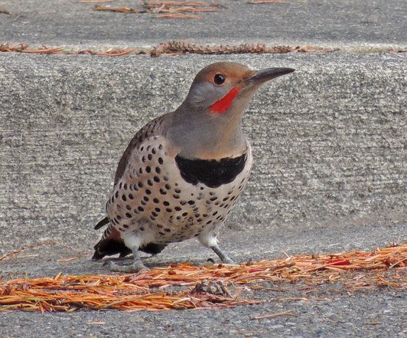 northern-flicker-red-shafted-male