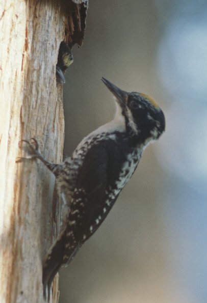 northern-three-toed-woodpecker-male-at-nest-in-juneau