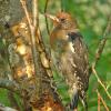 red-breasted-sapsucker-juvenile-1