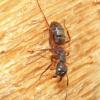 carpenter ant, Fairbanks, August