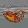 crawling-water-beetle-eating-caddisfly-larva