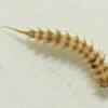crawling-water-beetle-larva