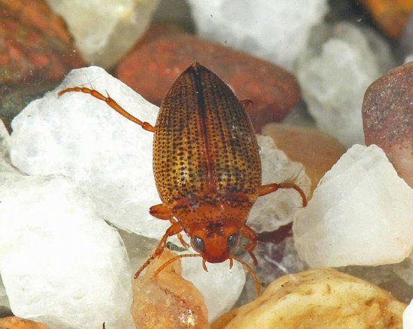 crawling-water-beetle-top-view
