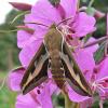 hawk-moth-adult