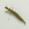 green-rock-worm-larva