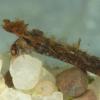 hood-case-maker-larva-side-view