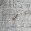 crane-fly-adult-i-think-