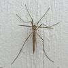 crane-fly-adult-in-juneau