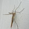 crane-fly-adult-side-view-in-juneau