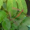 crane-fly-adults-mating_1316801620