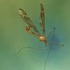 crane-fly-in-flight-juneau