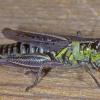 Insects