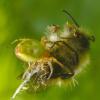 crab-spider-with-bumblebee