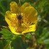 crab-spider-with-fly