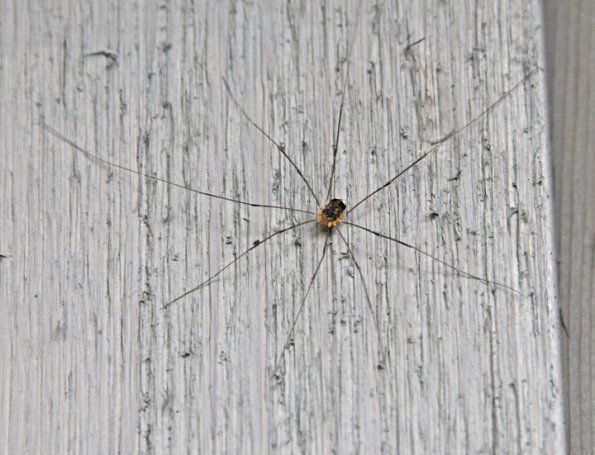 daddy-long-legs-possible-phalangium-opilio-
