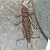stripetail-stonefly-larva-perlodidae-