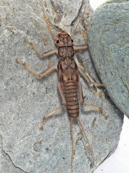 stripetail-stonefly-larva-perlodidae-