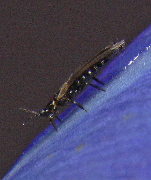 thrip-side-view