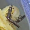 thrips-inside-broad-petalled-gentian-flower-on-sept-24