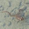 Columbia-Spotted-Frog-in-Mendenhall-Lake-Sept.-23-2015