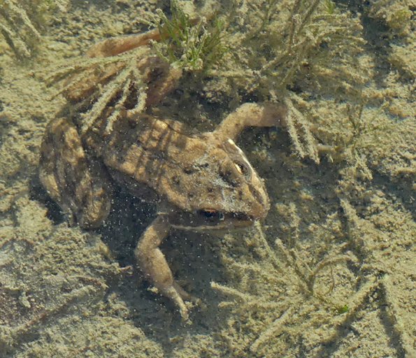 Columbia-spotted-frog-underwater-mend.-lake