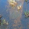 columbia-spotted-frog-eggs-from-norton-lake-on-may-7-2010
