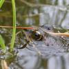 columbia-spotted-frog-in-the-water