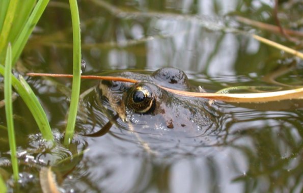 columbia-spotted-frog-in-the-water