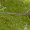 columbia-spotted-frog-tadpole-from-norton-lake-juneau