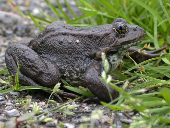 columbia-spotted-frog