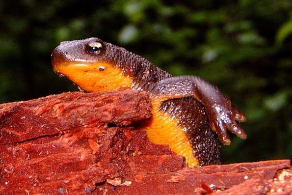 rough-skinned-newt-underside
