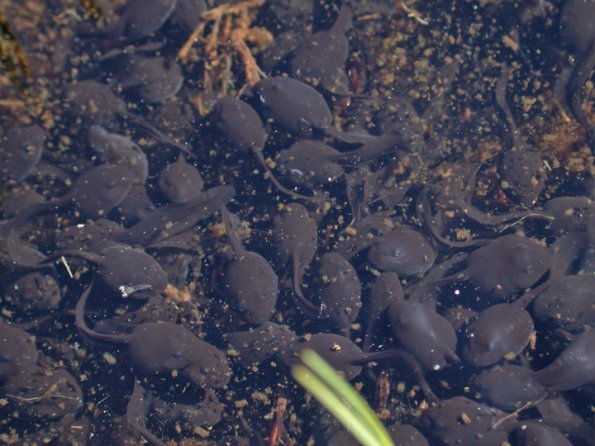 toad-tadpoles-at-disperser-pond-good