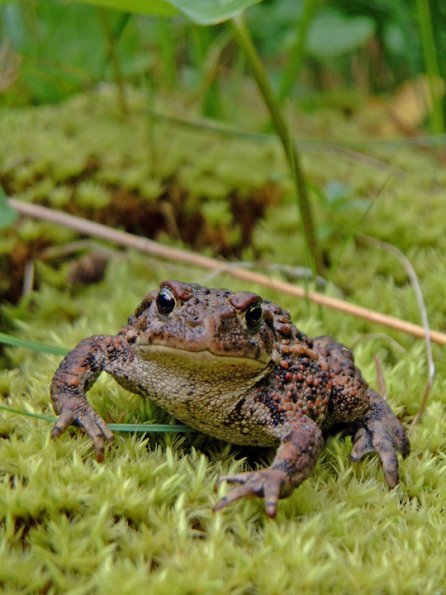western-toad-best