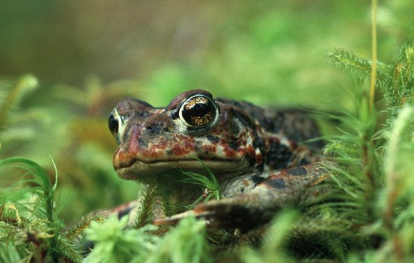 western-toad-on-moss