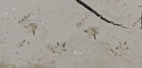 western-toad-tracks-kowee-meadow